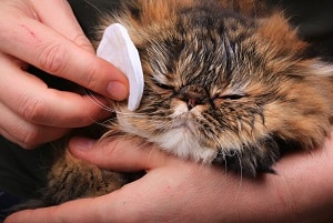 خرید دستمال مرطوب گربه