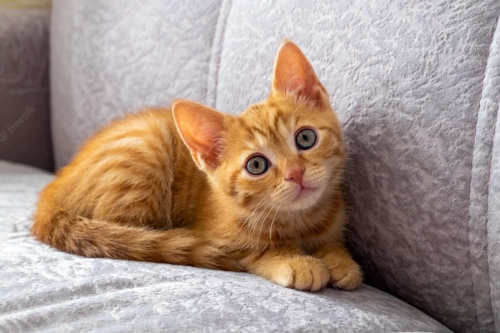 خصوصیات گربه های نارنجی