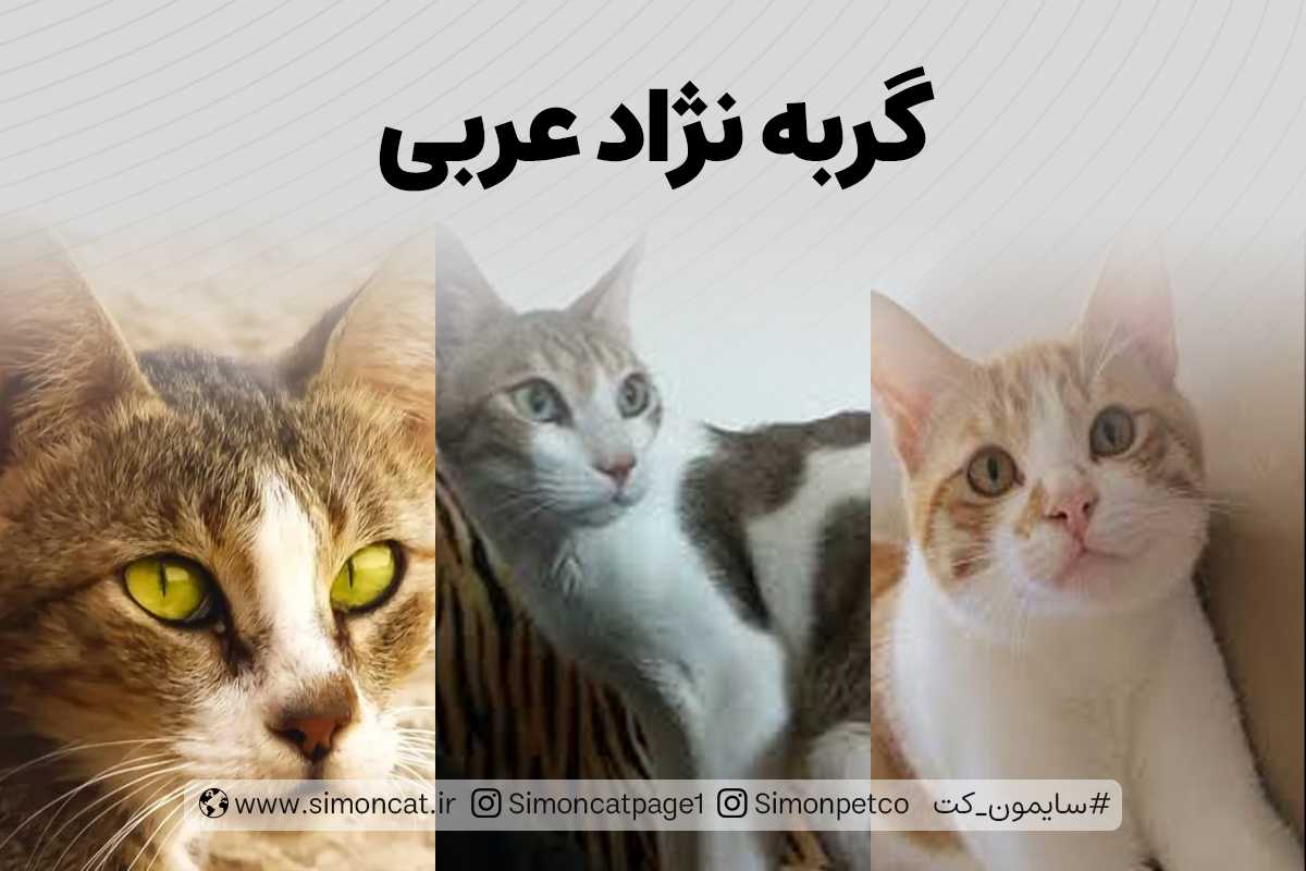 انواع نژاد های گربه عربی