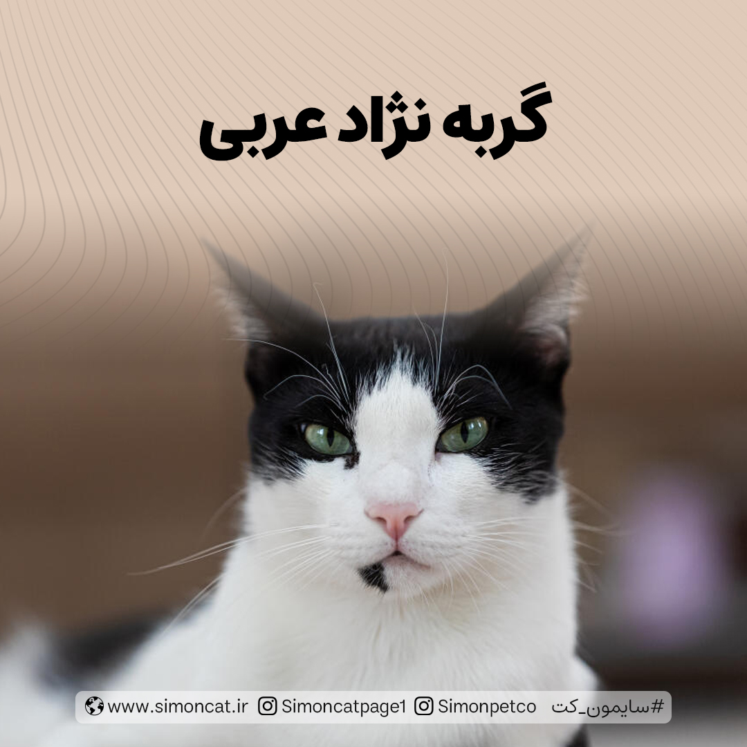 تصویر گربه نژاد عربی