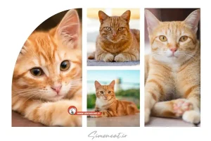 خصوصیات گربه های نارنجی