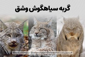 سیاهگوش وشق