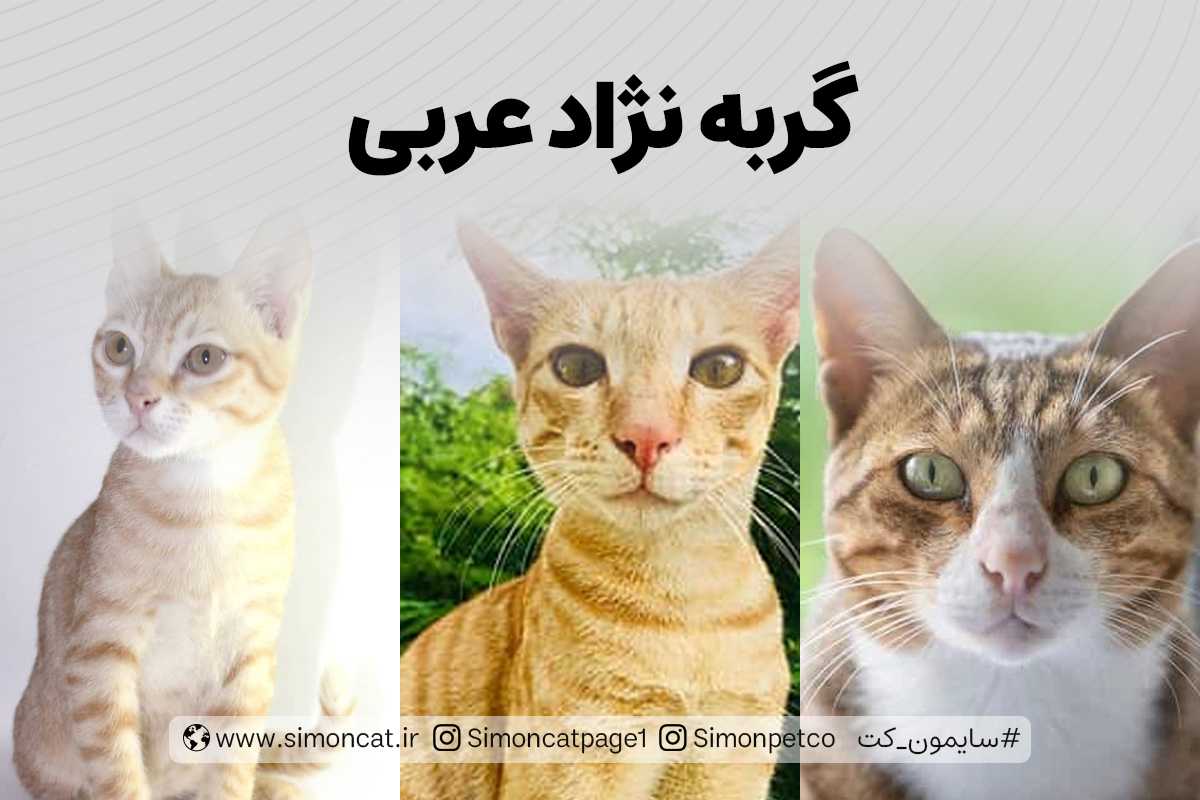 عکس انواع نژاد های گربه عربی