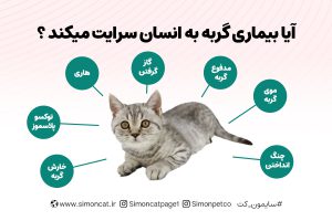 آیا بیماری گربه به انسان سرایت میکند؟