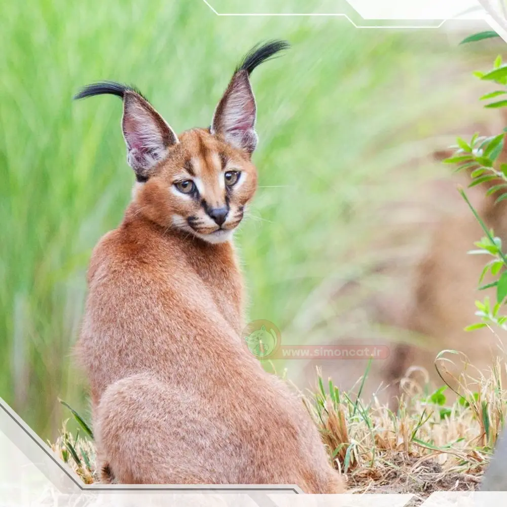 تغذیه گربه سیاه گوش چیست؟