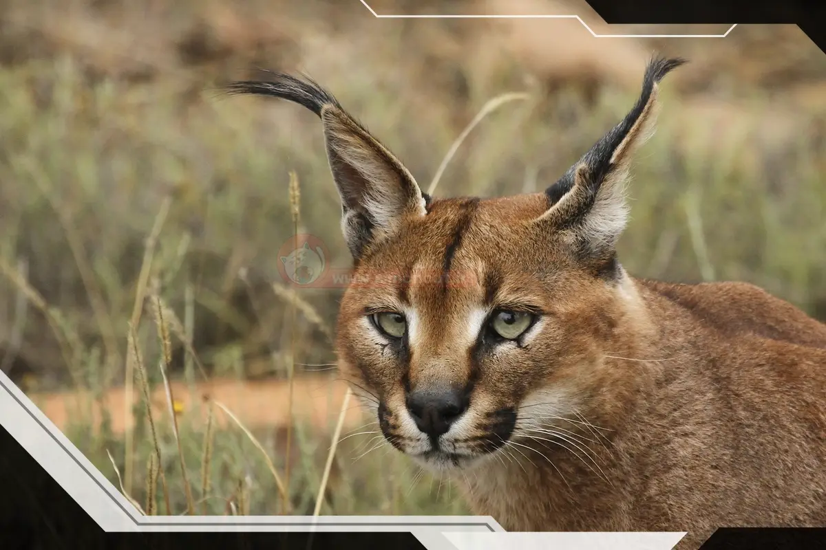 تفاوت گربه سیاه گوش با لینکس