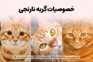 خصوصیات گربه های نارنجی