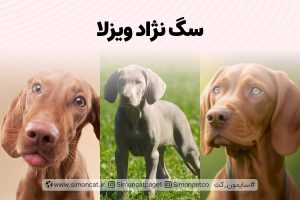سگ نژاد ویزلا