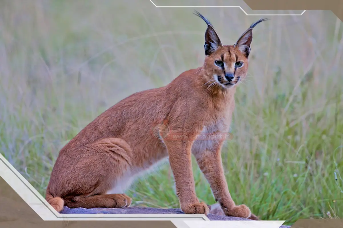 طول زندگی این حیوانات چقدر است؟