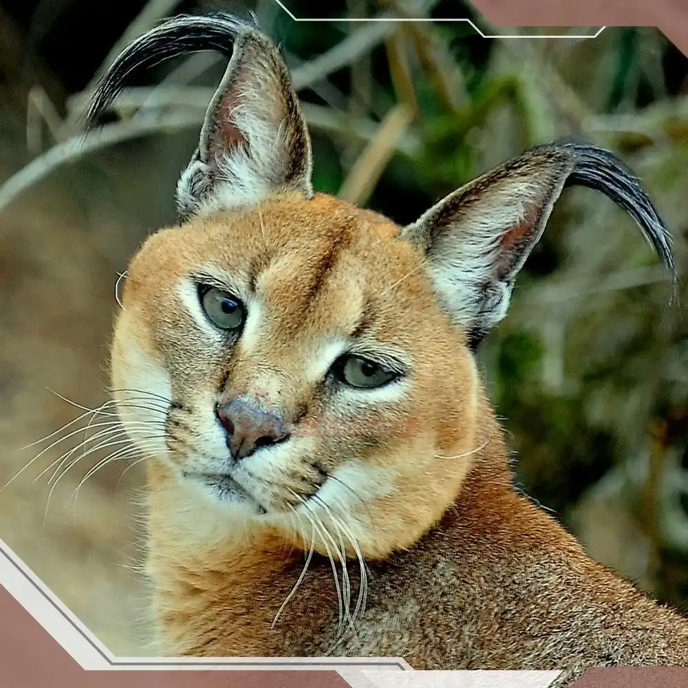 ویژگی های ظاهری سیاه گوش ها