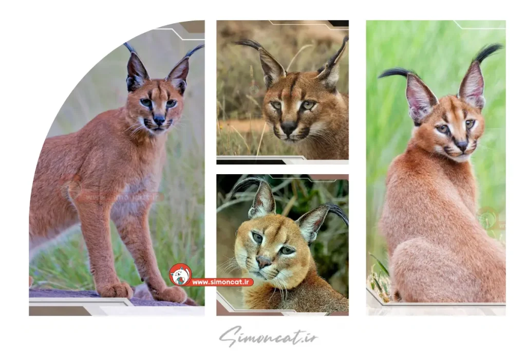 گربه گوش سیاه