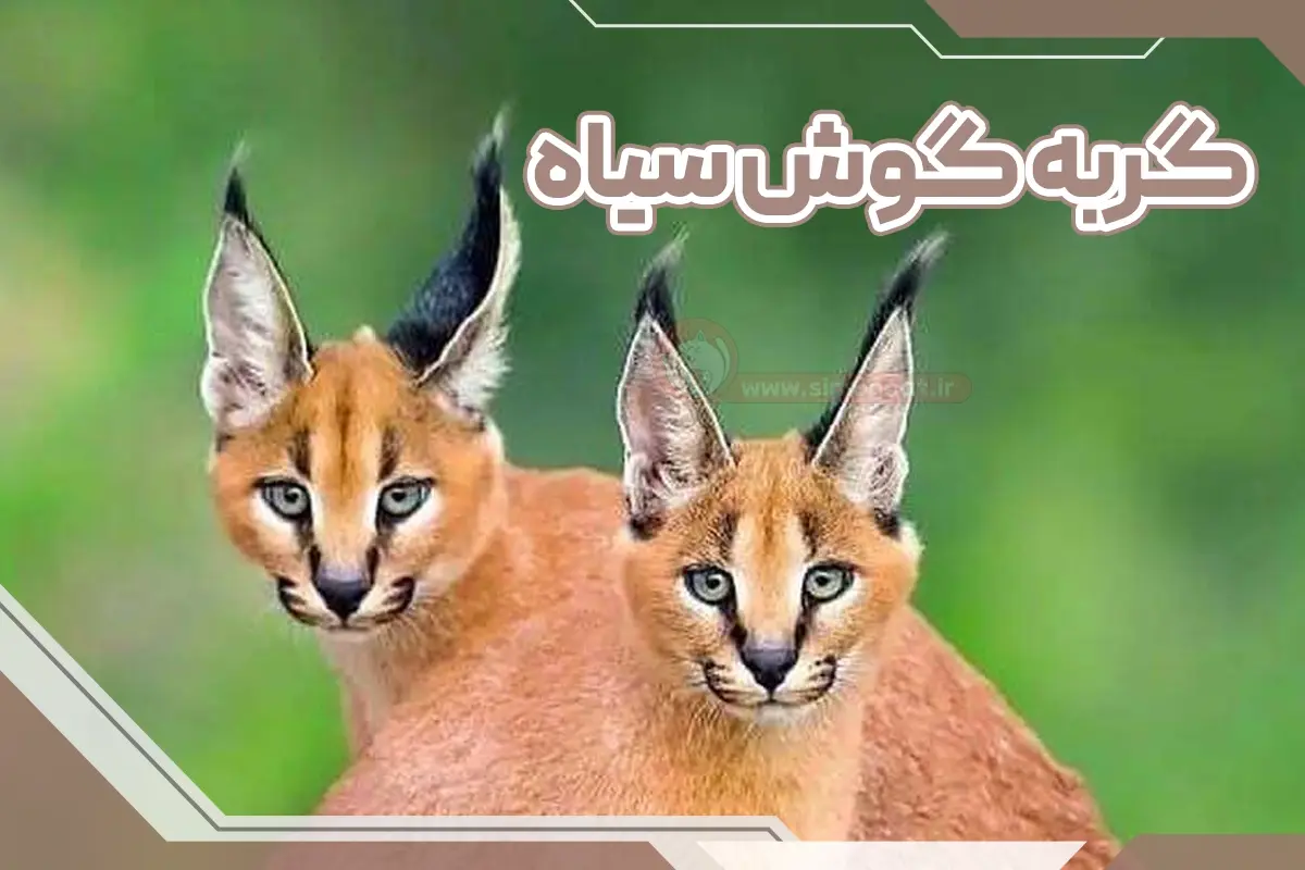 گربه ی گوش سیاه