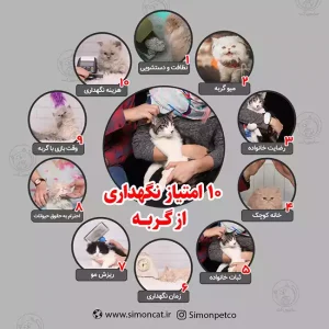 10 امتیاز نگهداری از گربه