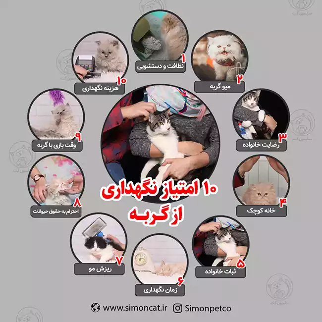 10 امتیاز نگهداری از گربه