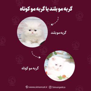 گربه مو بلند یا مو کوتاه