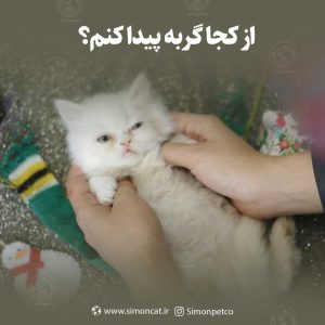 از کجا گربه پیدا کنم؟