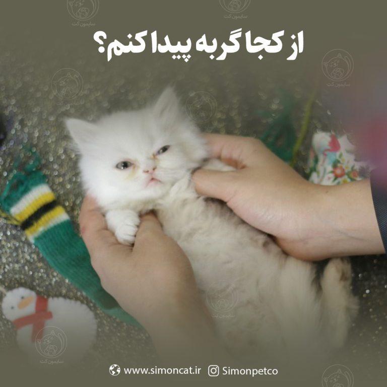 از کجا گربه پیدا کنم؟