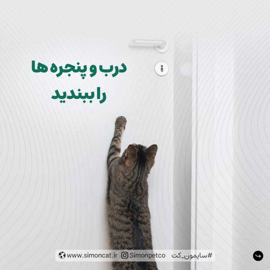 درب و پنجره ها را قبل از ورود گربه به خانه ببندید