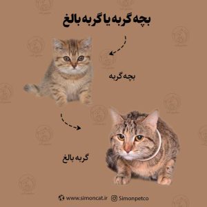 بچه گربه یا گربه بالغ