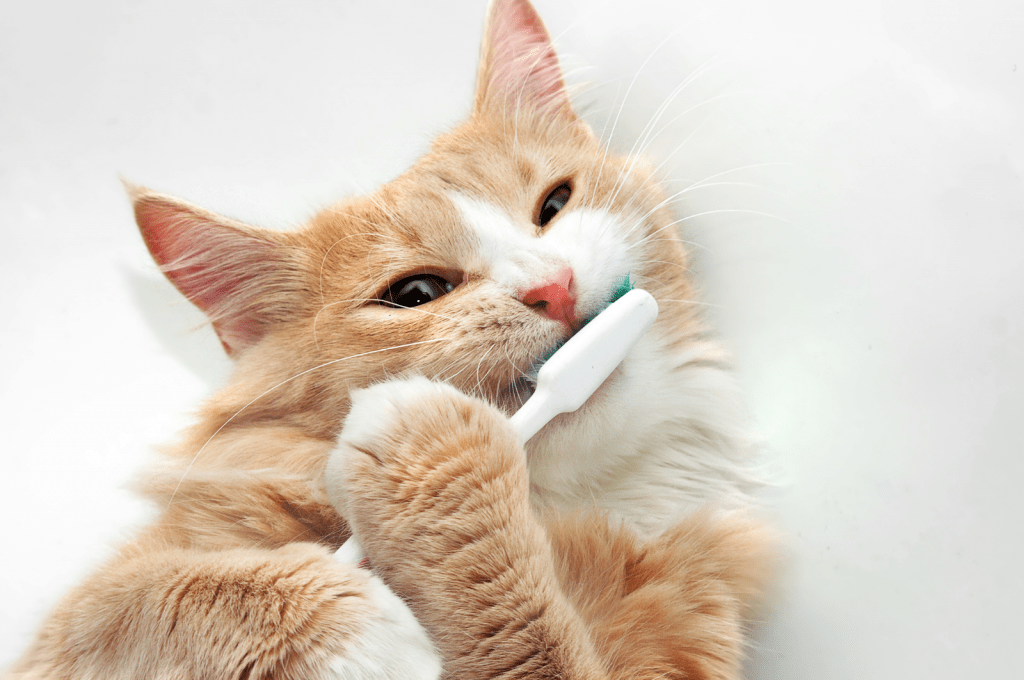 حفظ بهداشت دهان و دندان بچه گربه 