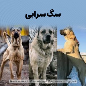 سگ سرابی