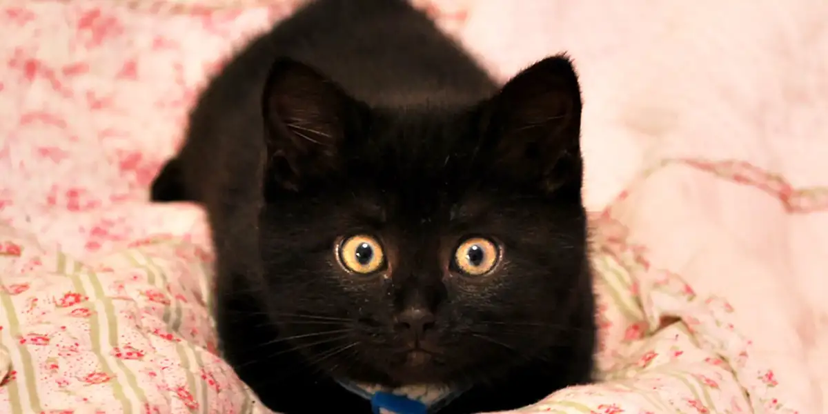 از بین بردن خرافات درباره نحس بودن گربه سیاه