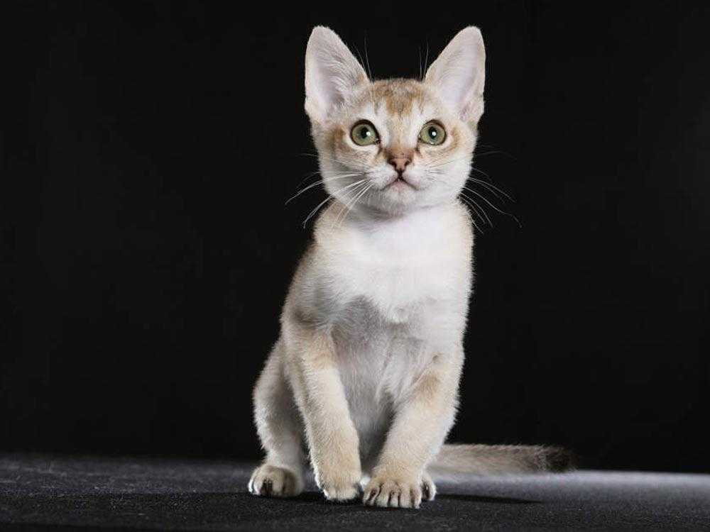 گربه سنگاپوری