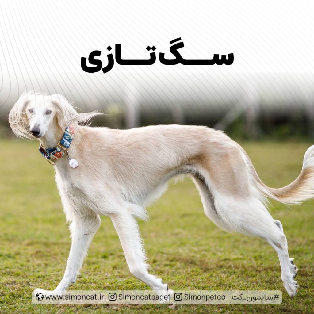 سگ تازی