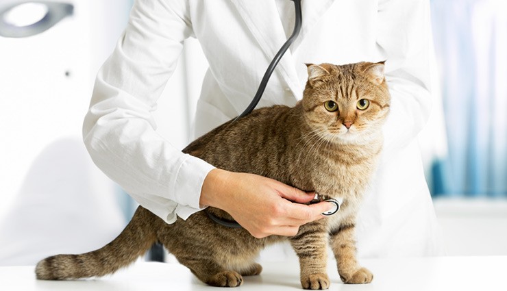 نحوه‌ی تشخیص بیماری‌های شایع در گربه‌ها