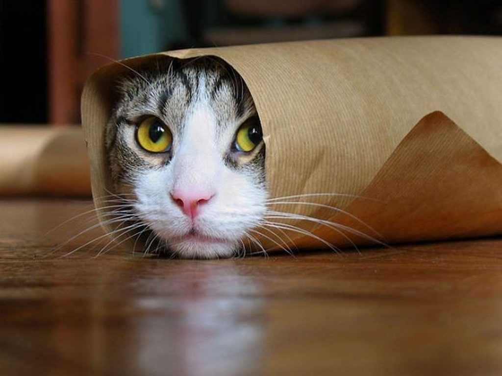 راهکارهایی برای پیشگیری از ترس گربه