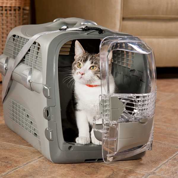 راهنمای کاربردی حمل و نقل گربه به صورت ایمن