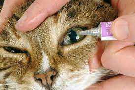 راهکارهایی برای تسکین درد و التهاب در چشم گربه