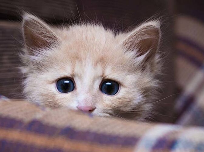 راهکارهایی برای پیشگیری از ترس گربه