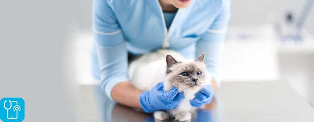 نحوه‌ی تشخیص بیماری‌های شایع در گربه‌ها