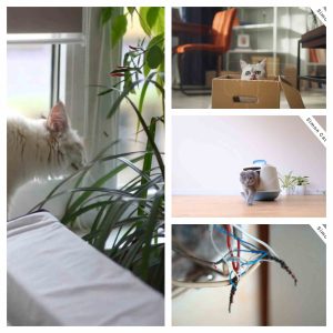 5 نکته قبل از ورود گربه به خانه