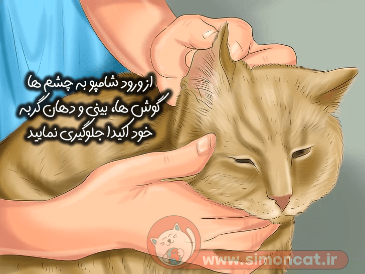 از ورود شامپو به چشم ها، دهان، بینی و گوش‌های گربه خود جلوگیری کنید !