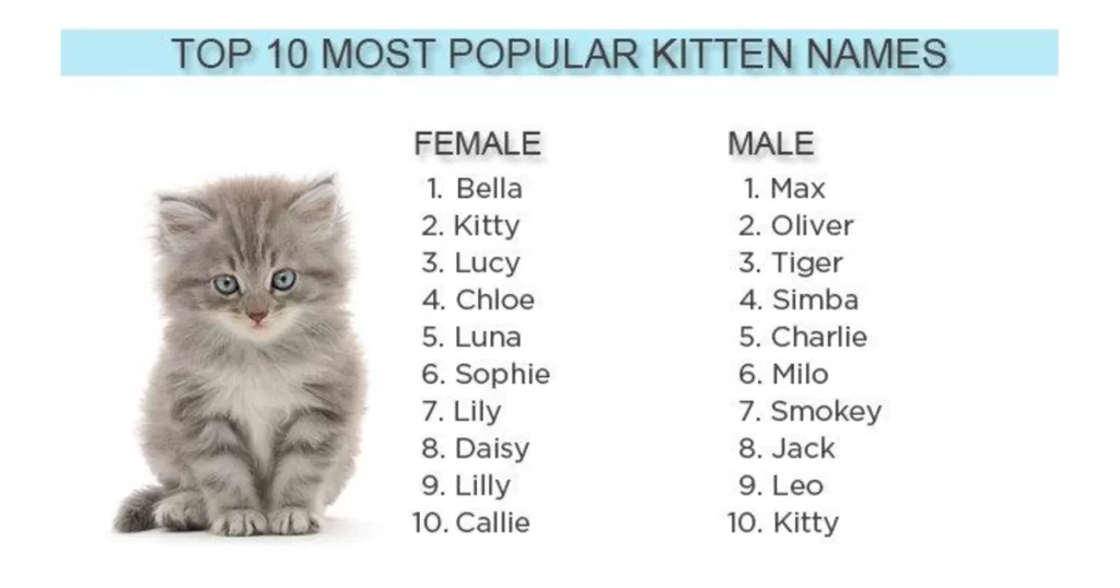 اسم های گربه جذاب