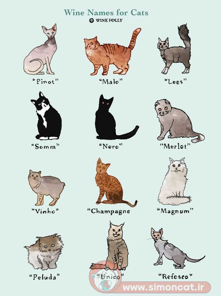 اسم گذاری برای گربه ها