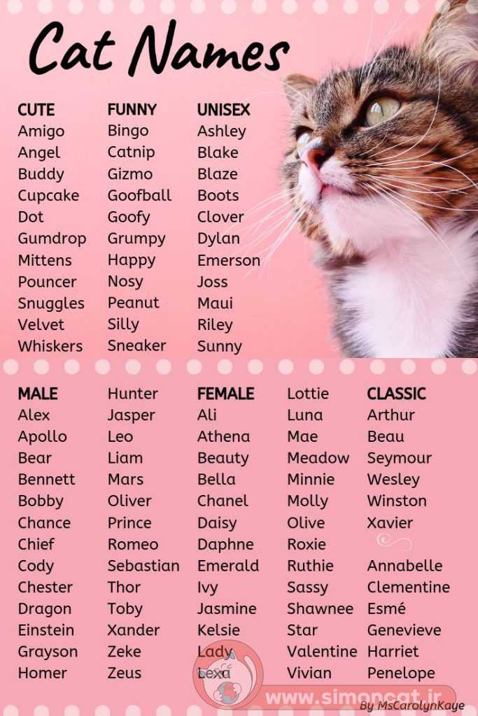 تصویر لیست اسم گربه