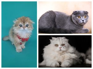 تصویر گربه پرشین اسکاتیش