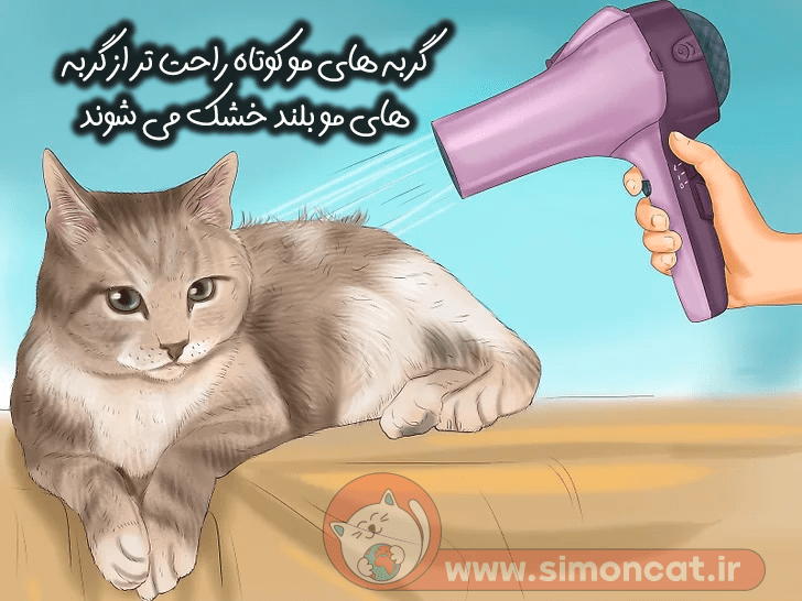 خشک کردن گربه را به پایان برسانید!