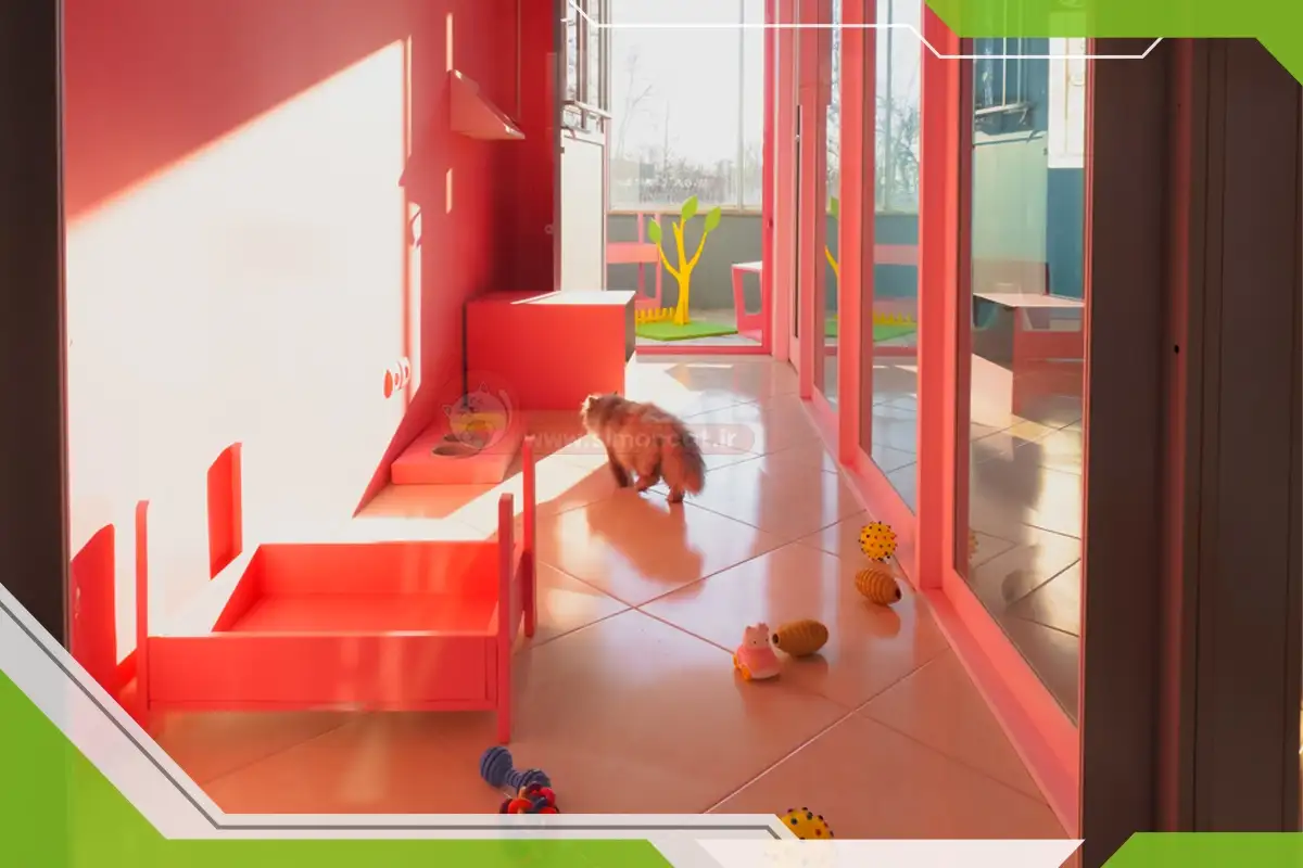 پانسیون گربه