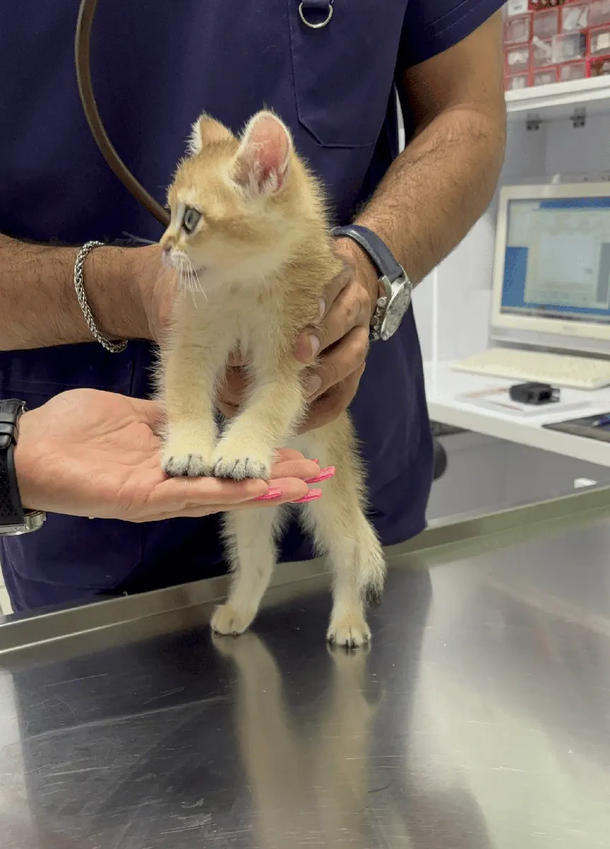 کلینیک دامپزشکی گربه