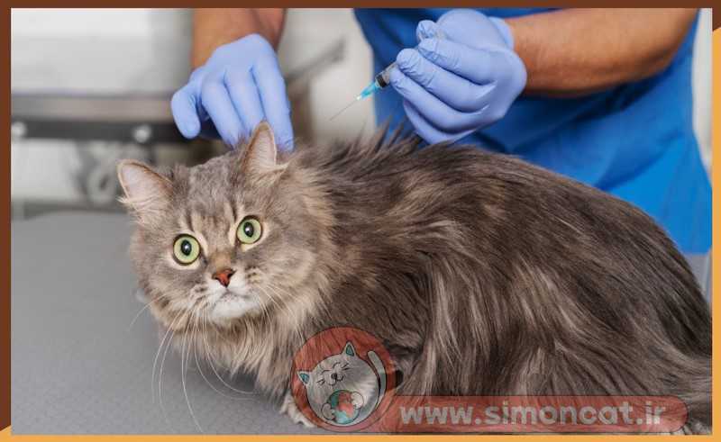 آیا بیماری fip گربه واکسن دارد؟
