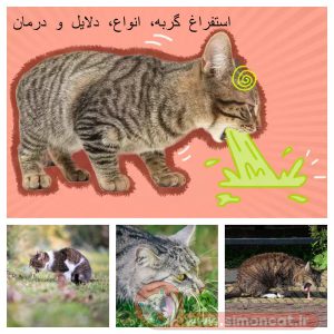 استفراغ گربه، انواع، دلایل و درمان