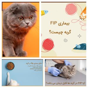 بیماری fip گربه(پریتونیت عفونی)
