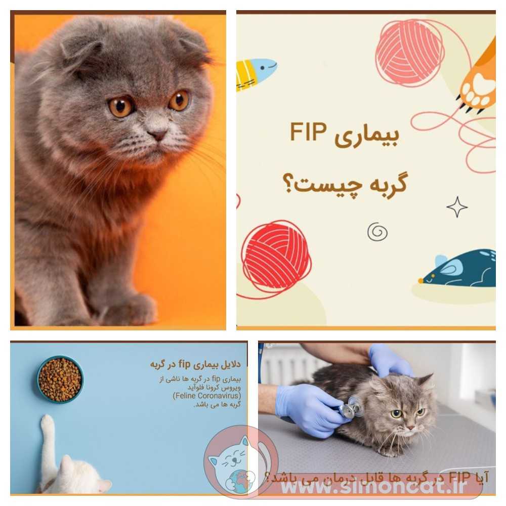 بیماری fip گربه(پریتونیت عفونی)