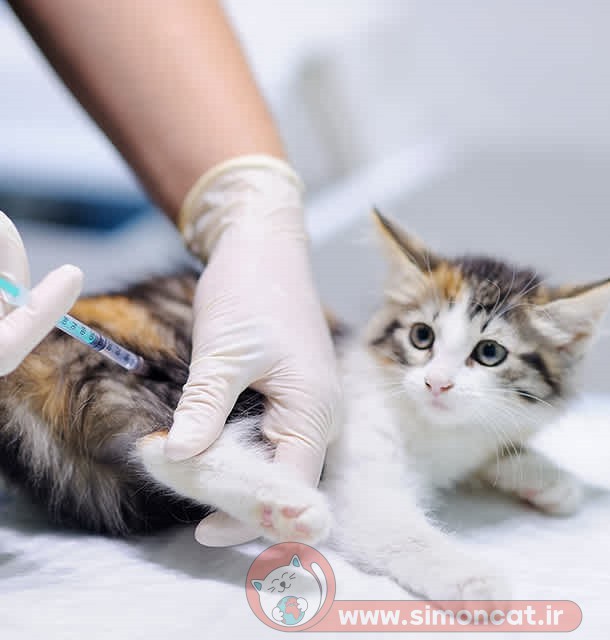 تزريق واکسن گربه