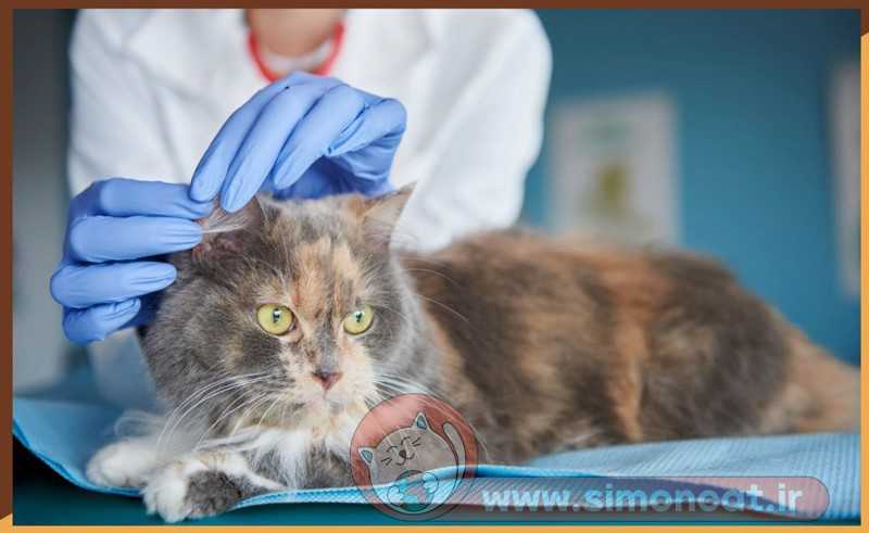 تشخیص پریتونیت عفونی در گربه ها