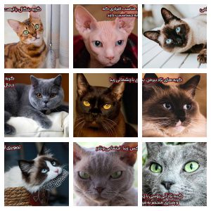 راهنمای انتخاب مناسب نژاد گربه برای نگهداری در منزل